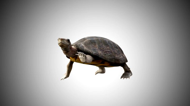 turtle low poly realistic rigged