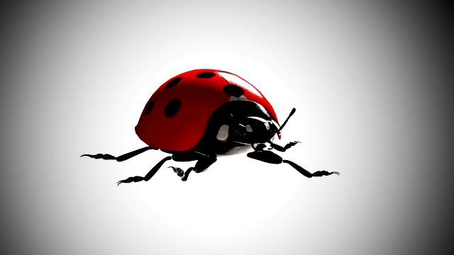 ladybug lady bird low poly rigged