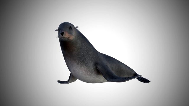 low poly rigged seal