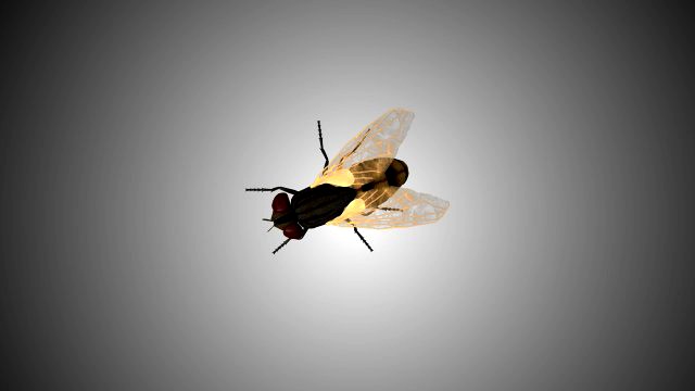 fly housefly horsefly low poly rigged