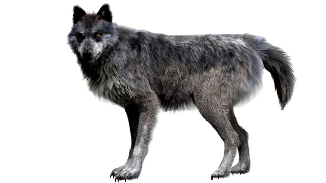 wolfanimatedrigged