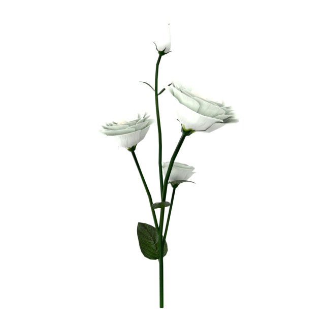 eustoma