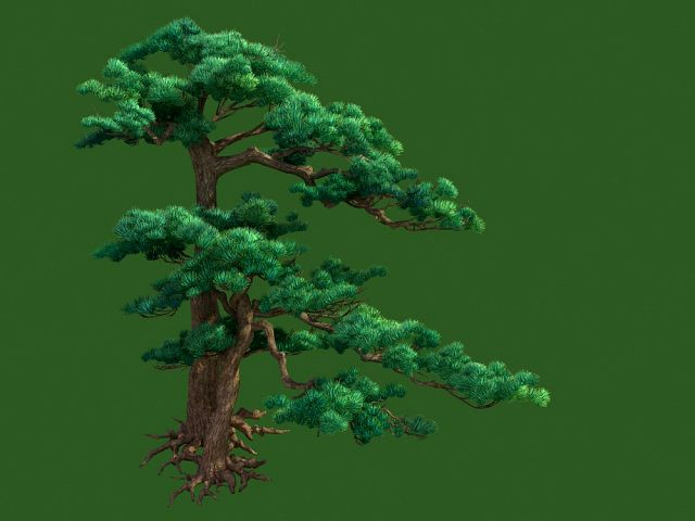 pine