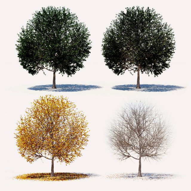 4 seasons elm tree collection