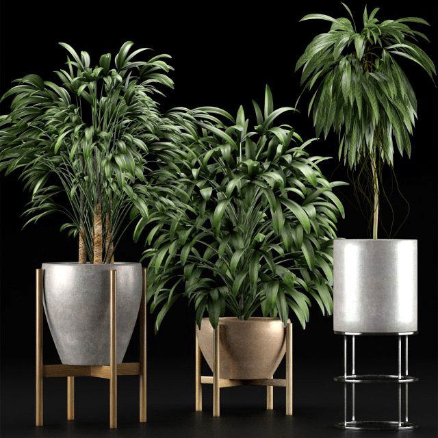 plants collection 13