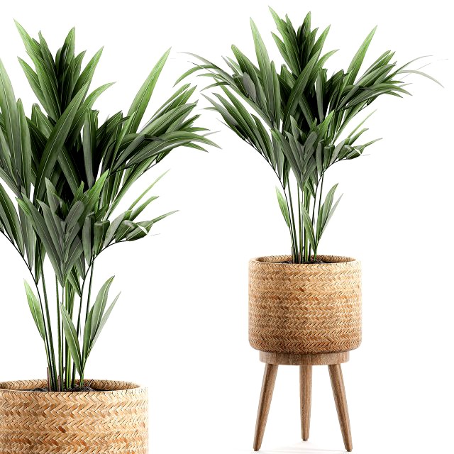 decorative palm in a in a basket 622