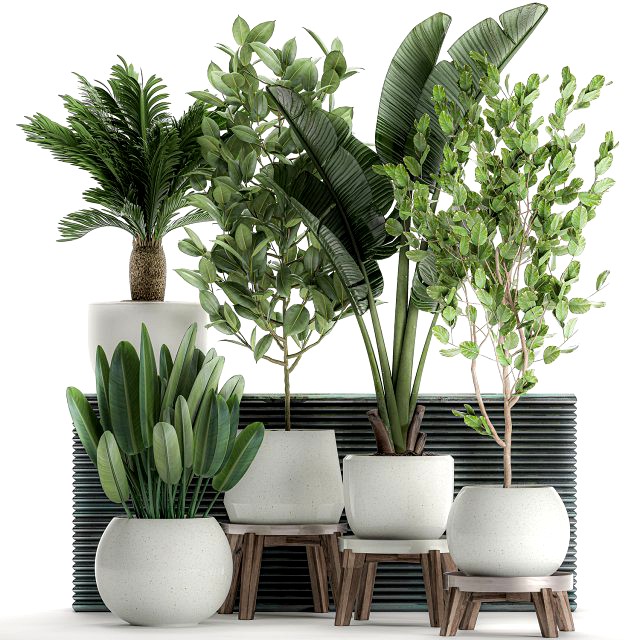 decorative plants for the interior in white flowerpots 626