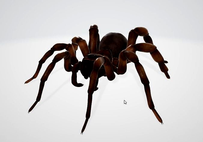 Trapdoor Spider | 3D