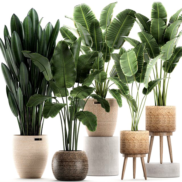 decorative banana plants for the interior in baskets 615 3d model