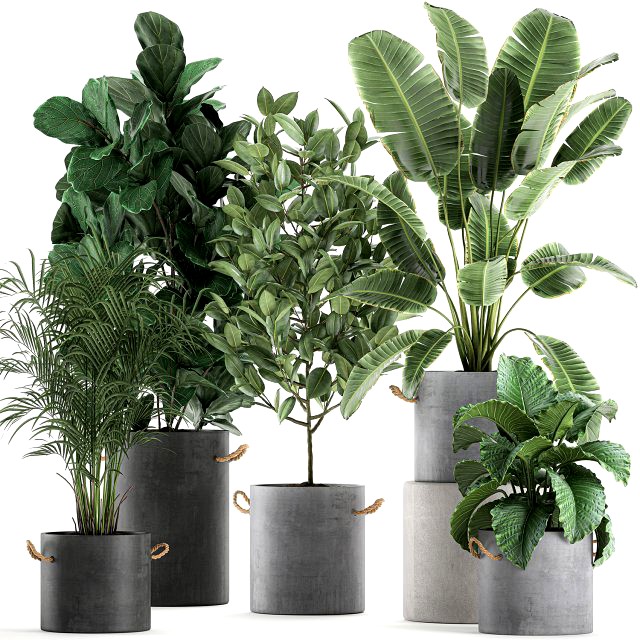 decorative plants for the interior in flowerpots 613