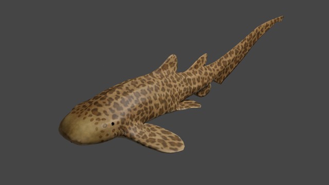 zebra shark