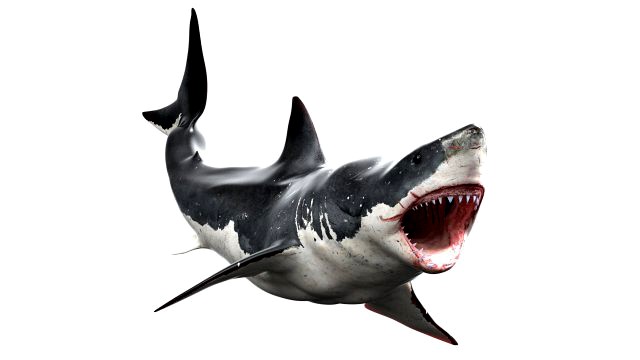 shark animated rigged model