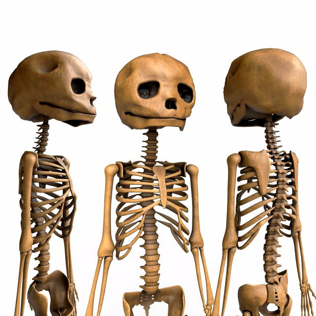 foetus skeleton - pbr