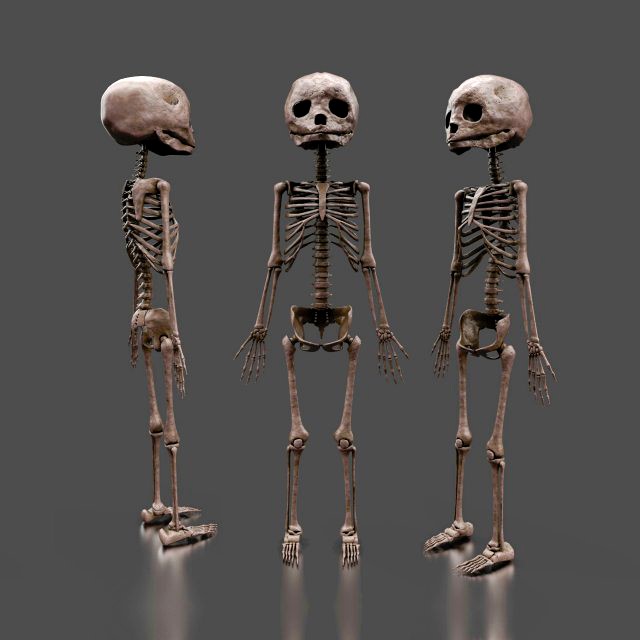 foetus skeleton - pbr