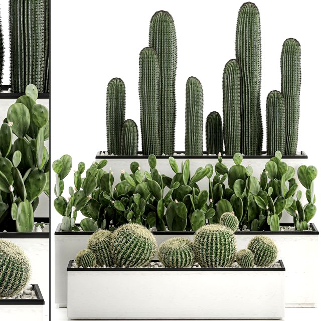decorative cactus in white pots for the interior 578