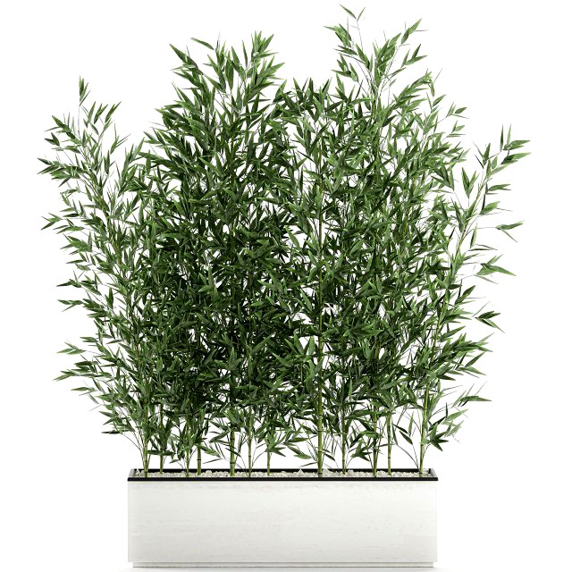 bamboo bush for the interior in a white flowerpot 579