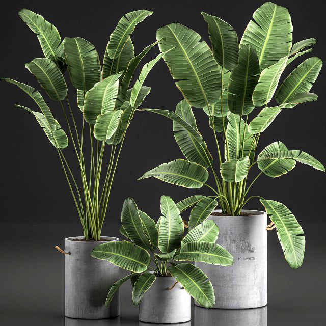 decorative banana palms in flower pots for the interior 592