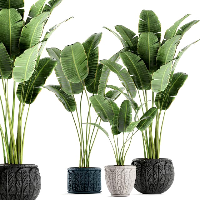 decorative banana palms in classic flowerpot for the interior 593