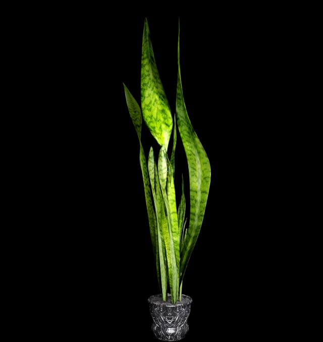 sansevieria