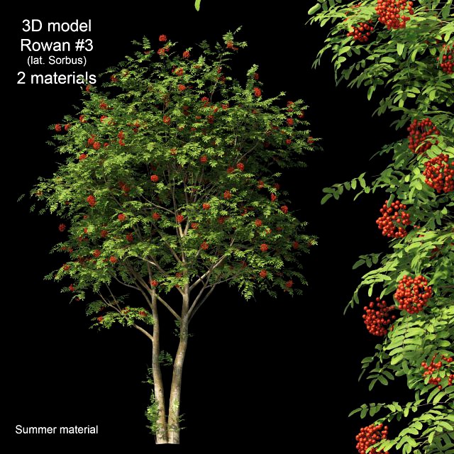 rowan 3