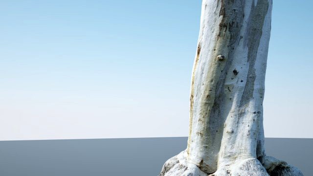 tree trunk - 12