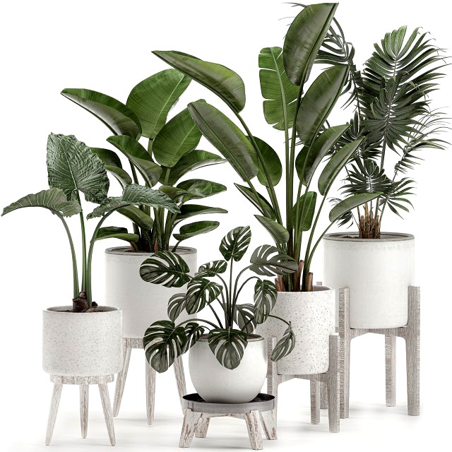 decorative plants for the interior in white pots 557