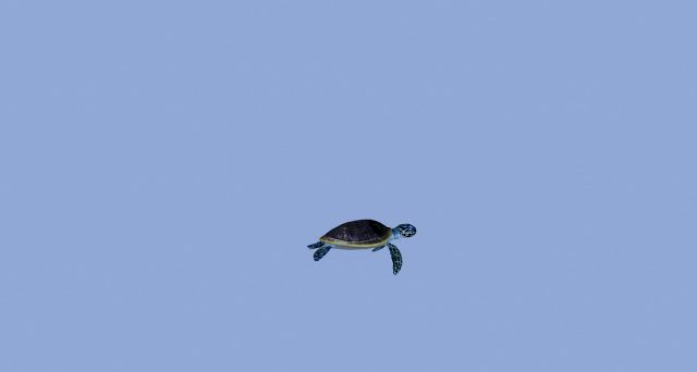 tortoise