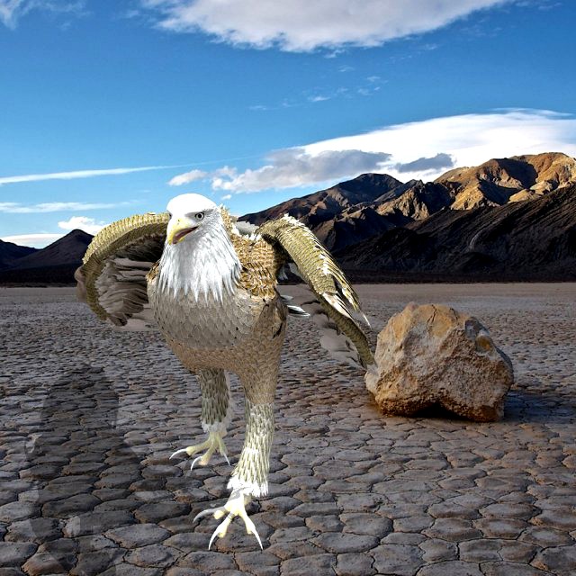 white american bald eagle