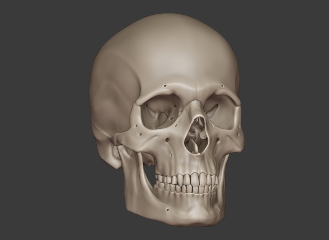 perfect shaped skull basemesh