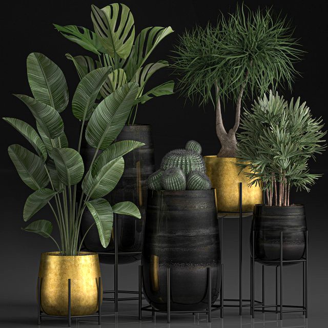 decorative plants in luxury gold pots for the interior 545