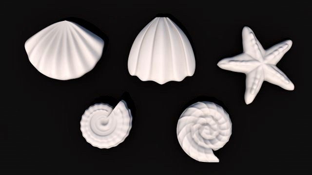 seashells