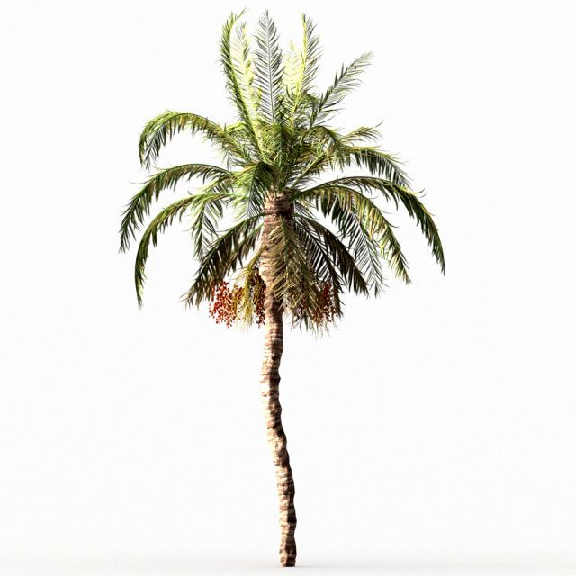 date palmtree