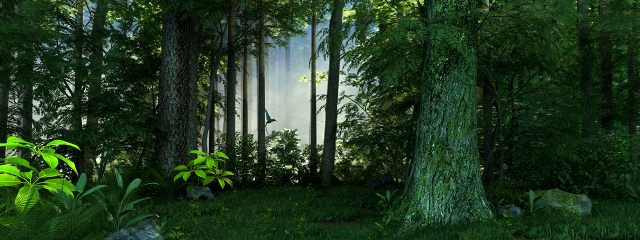 forest