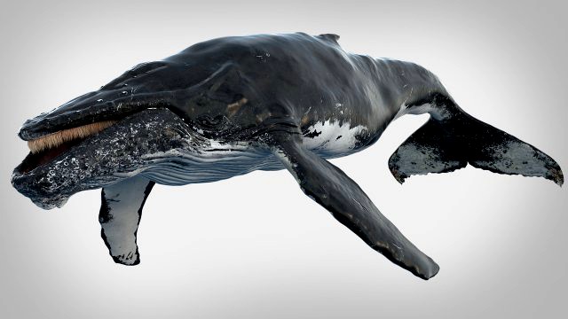humpback whale rigged