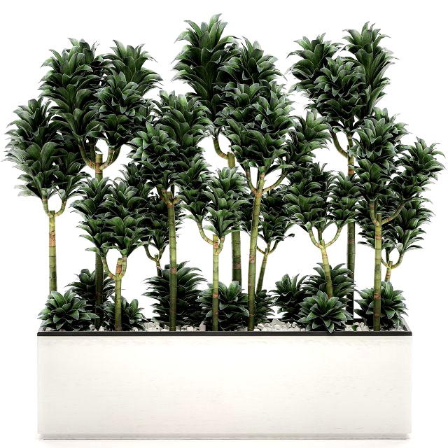 dracena compacta in a flowerpot for interior design 537