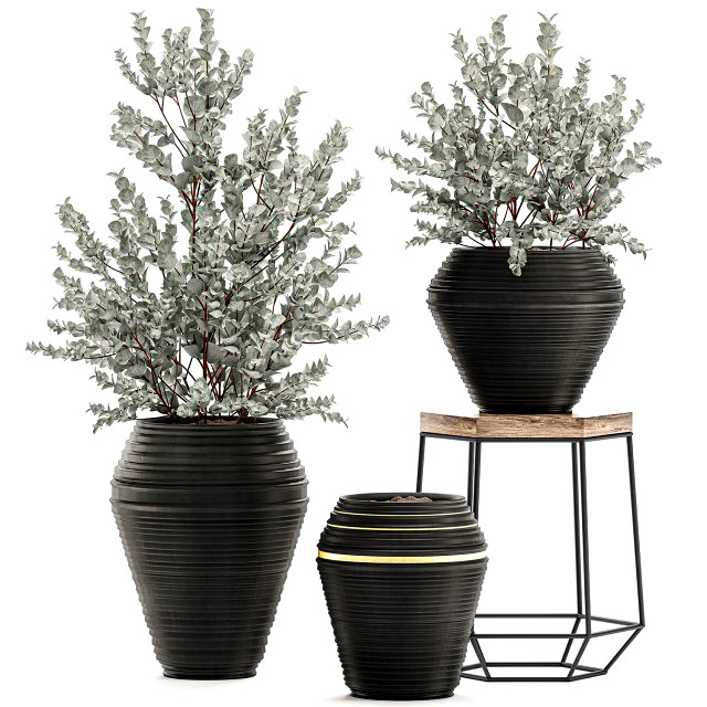 eucalyptus bush in a flowerpot for interior design 535