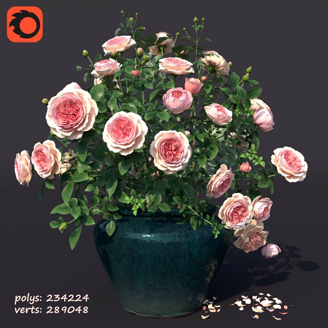 rose bush in the pot 1