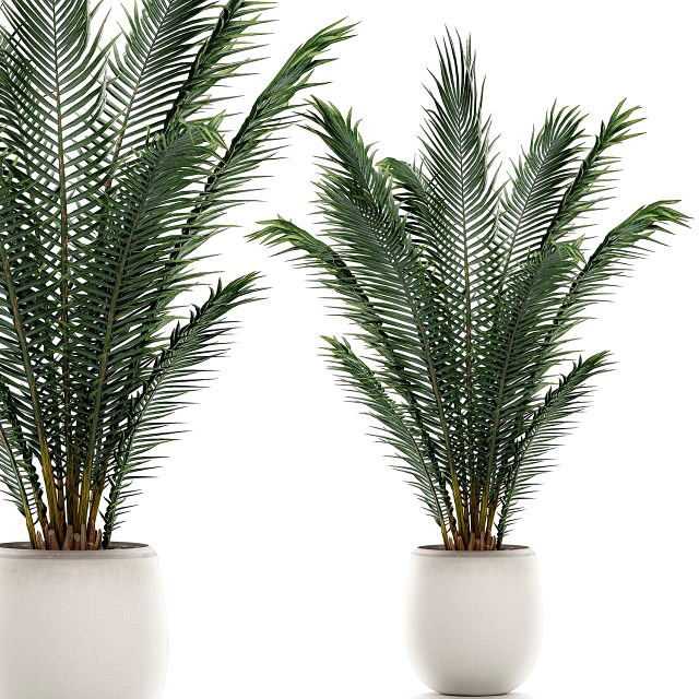 decorative palm in a white flowerpot for interior design 531