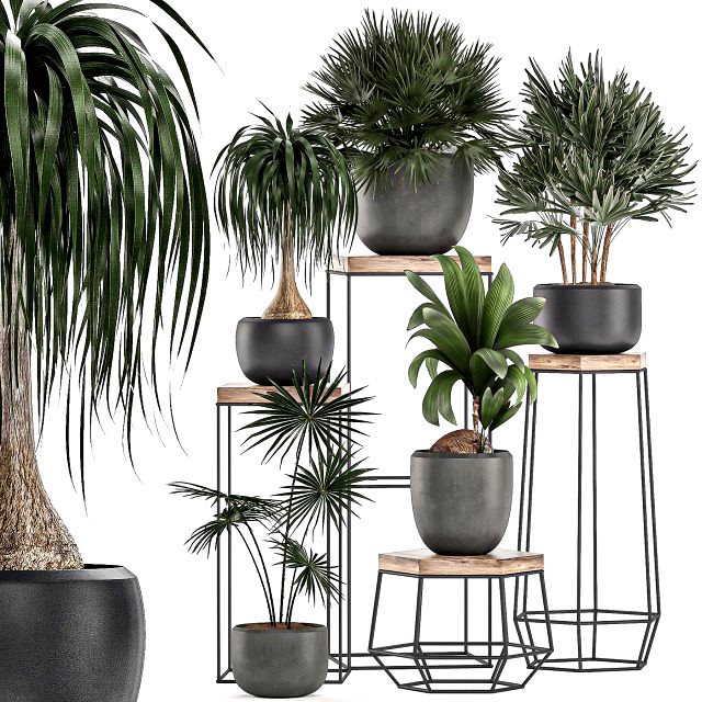 decorative plants in pots on a stand for the interior 525