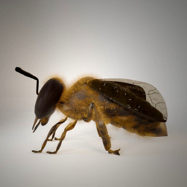 bee insect