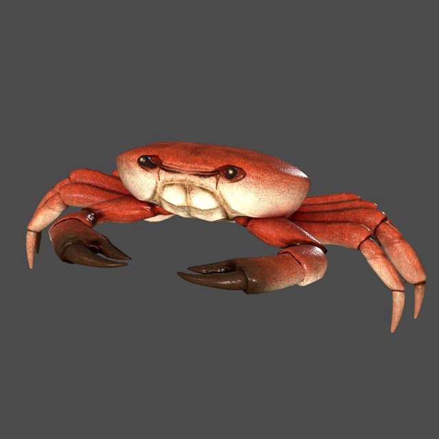 sea crab