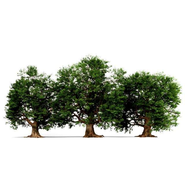 oak trees
