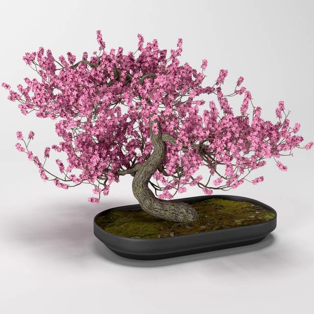 bonsai tree
