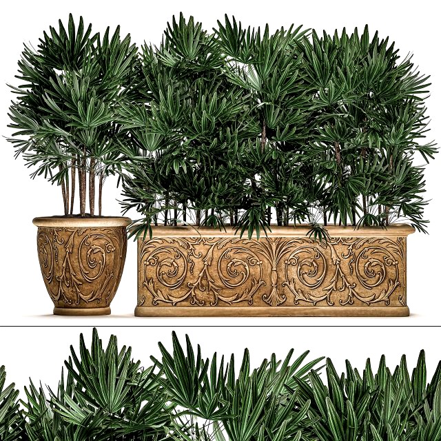 ornamental palms in classic flowerpots for the street parks and garden 493