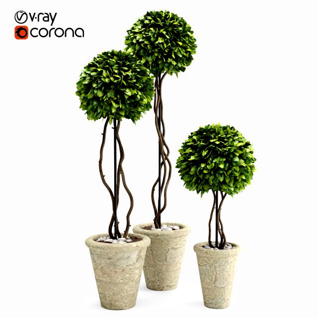 boxwood trees