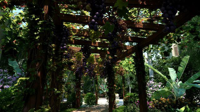 grape rack