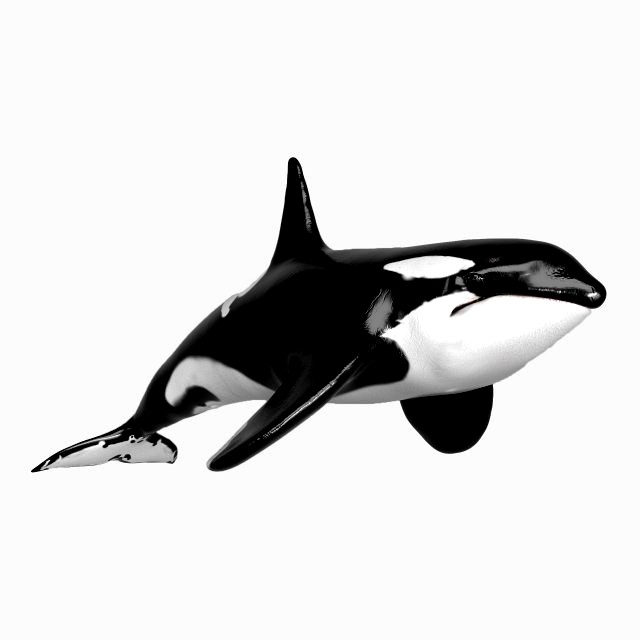 killer whale sculpt