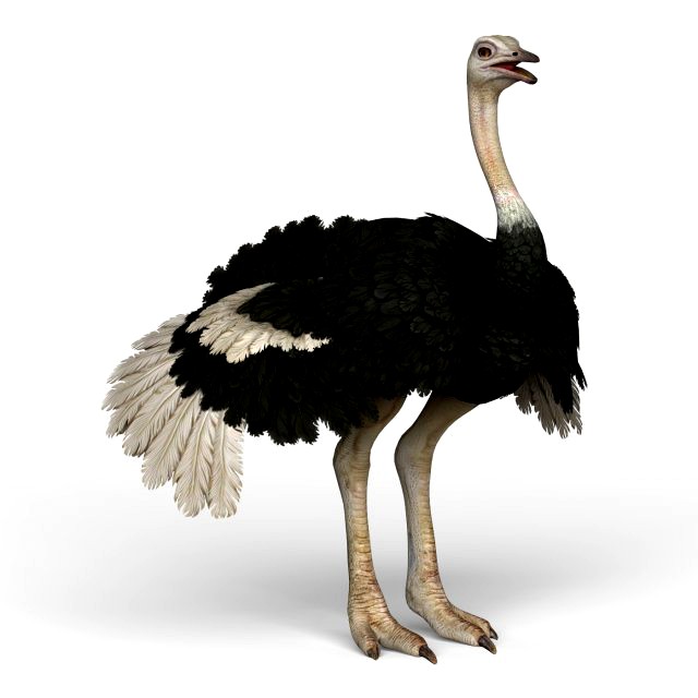 ostrich