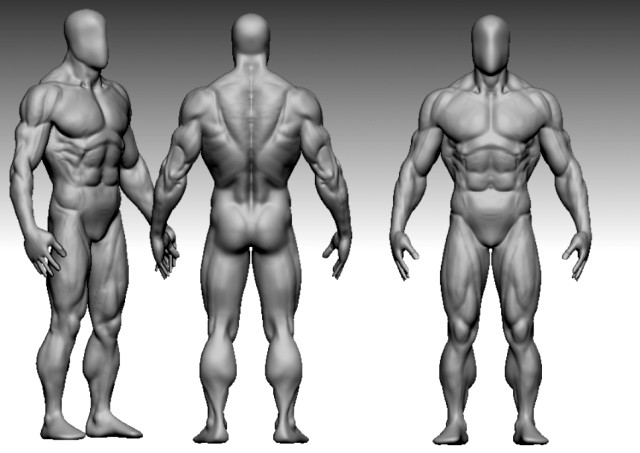base mesh muscle