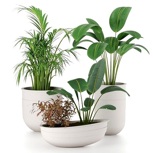 Plant-Set-002-